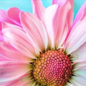 The Forgiveness Creed